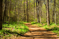 Ozarks Trail for Horseback Riding